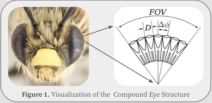 eye structure