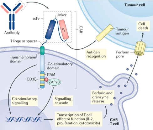 CAR-T Therapy