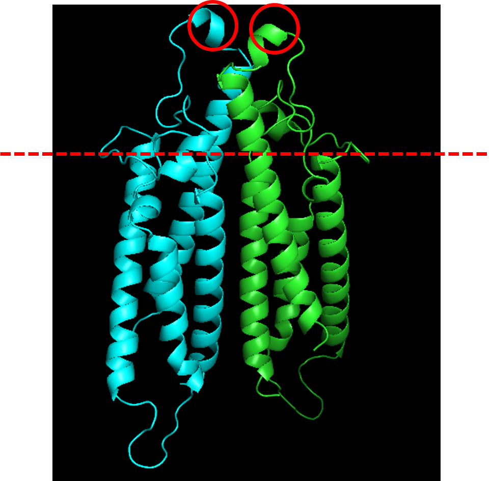 Understanding CD20